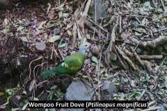 wompoo fruit dove