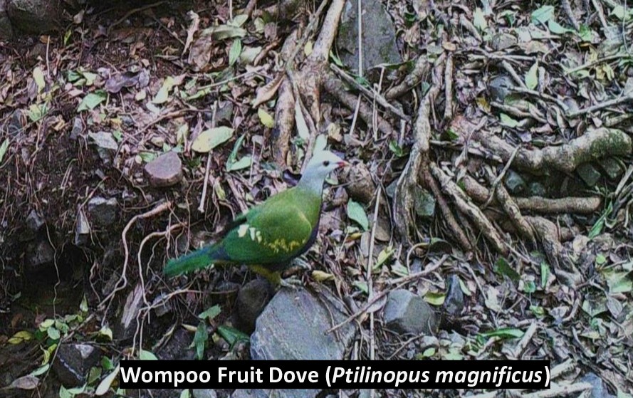 wompoo fruit dove