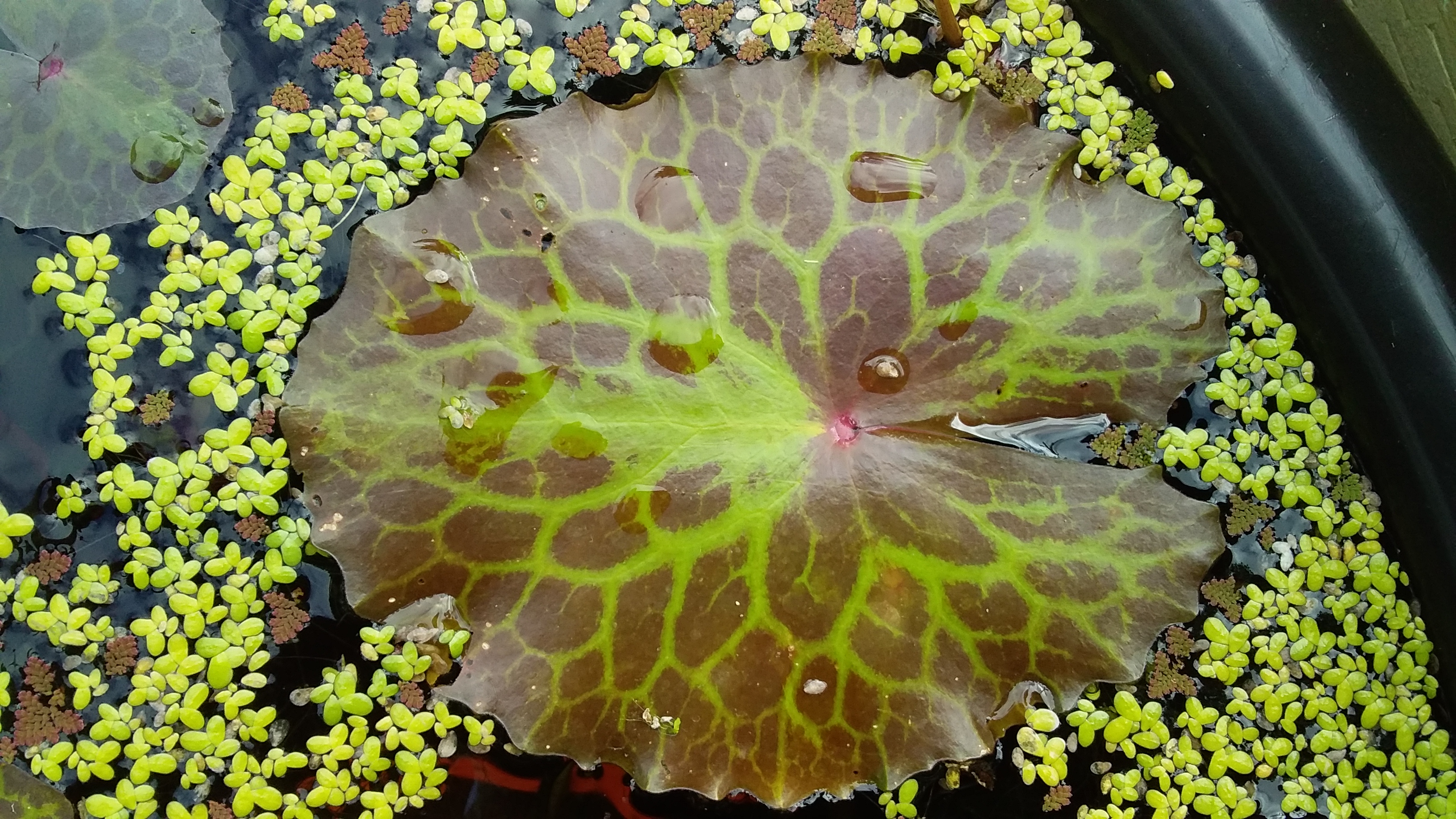 Nymphoides crenata - variegata