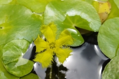 Nymphoides geminata flower form